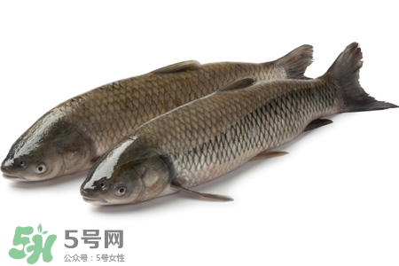 孕婦可以吃草魚嗎？懷孕了能吃草魚嗎？