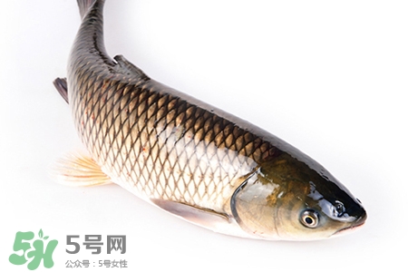 孕婦可以吃草魚嗎？懷孕了能吃草魚嗎？