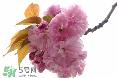 3月初日本的櫻花開了嗎？2017年日本櫻花季預測