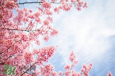 櫻花一般什么時(shí)候開(kāi)？櫻花一般幾月份開(kāi)？