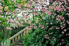 櫻花一般什么時(shí)候開(kāi)？櫻花一般幾月份開(kāi)？