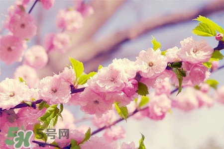櫻花一般什么時(shí)候開(kāi)？櫻花一般幾月份開(kāi)？