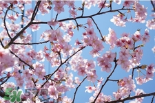 櫻花一般開(kāi)多久？櫻花一般持續(xù)多久？