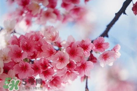 櫻花一般開(kāi)多久？櫻花一般持續(xù)多久？