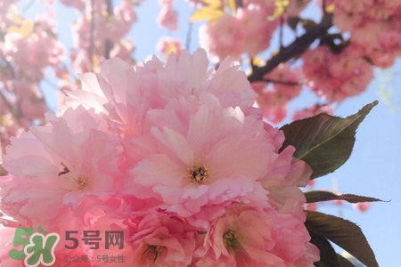 櫻花一般開(kāi)多久？櫻花一般持續(xù)多久？