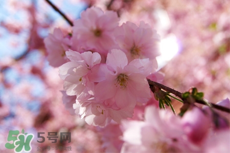 櫻花的花語是什么？櫻花代表什么意思？