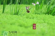 驚蟄吃什么蔬菜好？驚蟄節(jié)氣養(yǎng)生吃什么蔬菜？