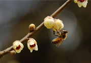 驚蟄是什么意思？驚蜇是什么節(jié)氣？