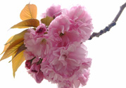 櫻花一般開多久？櫻花一般持續(xù)多久？