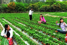 4月份可以摘草莓嗎？四月份有草莓可以摘嗎？