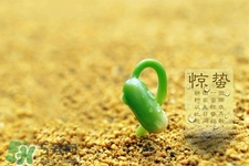 驚蟄節(jié)氣吃什么水果？驚蟄養(yǎng)生吃什么水果好？