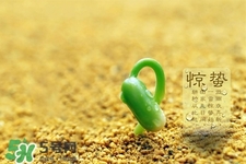 驚蟄如何養(yǎng)生？驚蟄前后如何養(yǎng)生？