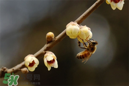 驚蟄可以動針線嗎？驚蟄為什么不動針線？