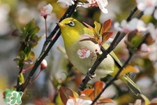 禽流感期間能接觸鳥糞嗎？碰到鳥糞會得禽流感嗎？