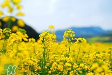 油菜花能開多久？油菜花花期有多長？
