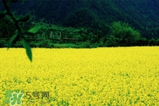 油菜花蜜為什么便宜？油菜花蜜的作用與功效