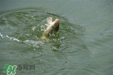 三月份可以釣魚了嗎？三月份好釣魚嗎？