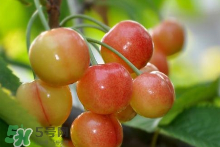 白玉櫻桃是什么？白玉櫻桃能吃嗎？
