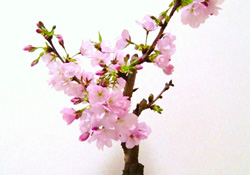 櫻花可以盆栽嗎？櫻花盆栽好養(yǎng)嗎？
