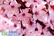 櫻花可以泡水嗎？櫻花泡水喝的功效與作用