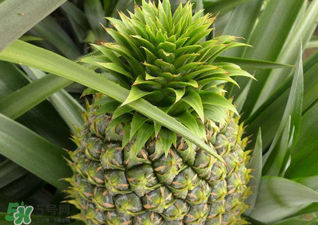綠菠蘿可以吃嗎？菠蘿是綠的能吃嗎？