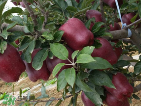 蛇果打蠟用什么洗？蛇果上的蠟怎么去除？