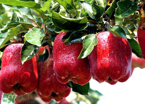 蛇果打蠟用什么洗？蛇果上的蠟怎么去除？