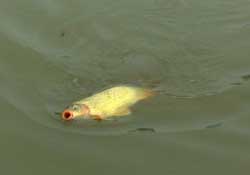 驚蟄前后可以夜釣鯉魚嗎？驚蟄前后釣魚技巧