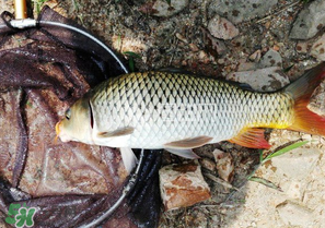驚蟄前后可以夜釣鯉魚嗎？驚蟄前后釣魚技巧