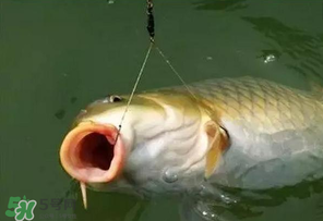 驚蟄前后可以夜釣鯉魚嗎？驚蟄前后釣魚技巧