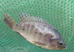 驚蟄能釣魚嗎？驚蟄釣什么魚好？