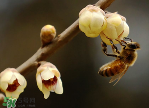 驚蟄過后一周會(huì)下雨嗎？驚蟄下雨好嗎？
