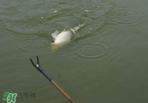 驚蟄過后好釣魚嗎？驚蟄后陰雨天好釣魚嗎？
