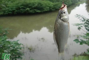 春分節(jié)氣好釣魚嗎？春分釣魚技巧