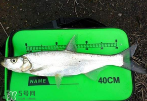 春分節(jié)氣好釣魚嗎？春分釣魚技巧