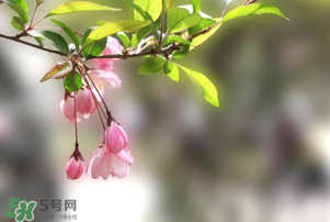 春分開什么花？春分什么花開？