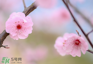 春分開什么花？春分什么花開？