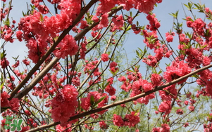 春分開什么花？春分什么花開？