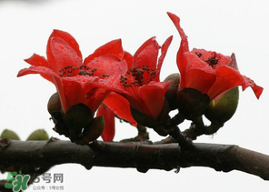 春分會下雨嗎？春分節(jié)氣下雨好還是不好？