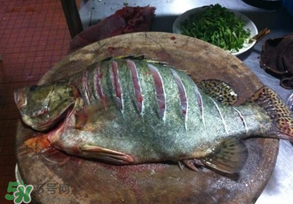 三月份吃什么魚？3月份吃什么魚好？