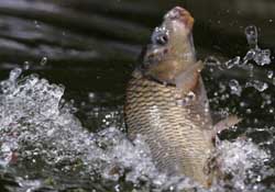 驚蟄過(guò)后好釣魚嗎？驚蟄后陰雨天好釣魚嗎？