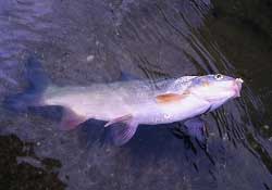 3月份釣魚用什么餌料？三月份釣魚用什么魚餌？