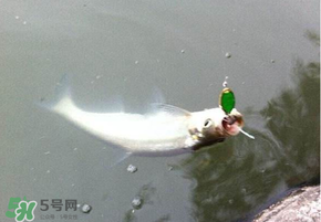 ?3月份可以釣翹嘴嗎？翹嘴幾月份好釣？