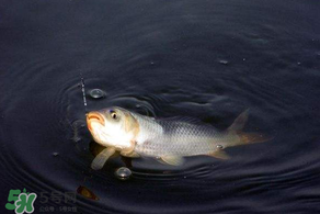 3月份釣魚用什么餌料？三月份釣魚用什么魚餌？