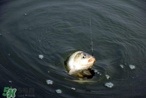 3月份釣魚用什么餌料？三月份釣魚用什么魚餌？
