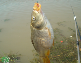 三月份釣鯉魚好釣嗎？3月份釣鯉魚用什么好？
