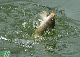 三月份釣鯉魚好釣嗎？3月份釣鯉魚用什么好？