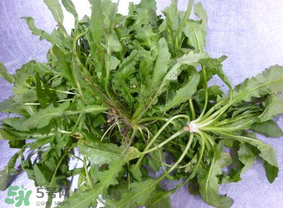 薺菜葉子黃了能吃嗎？薺菜發(fā)黃能吃嗎？