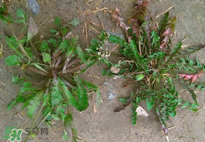 野生薺菜長什么樣？野生薺菜怎么識別？