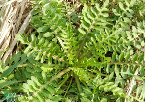 野生薺菜長什么樣？野生薺菜怎么識別？